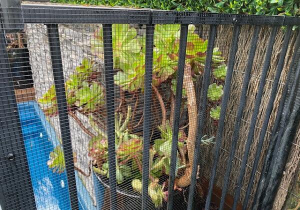 Mesh on front of pool barrier in front of large pot plant